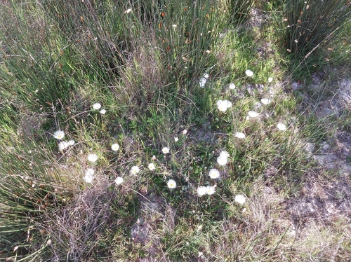 Lampranthus reptans, photograph 3