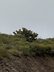 Myrtillocactus cochal