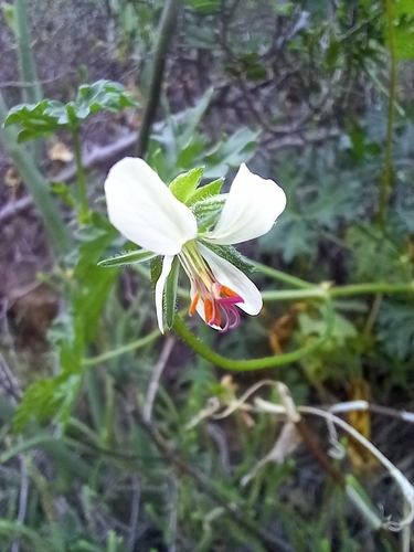 Pelargonium exhibens