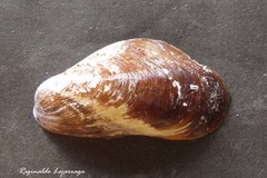 Mollusca