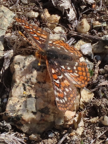 iNaturalist observation photo of Euphydryas