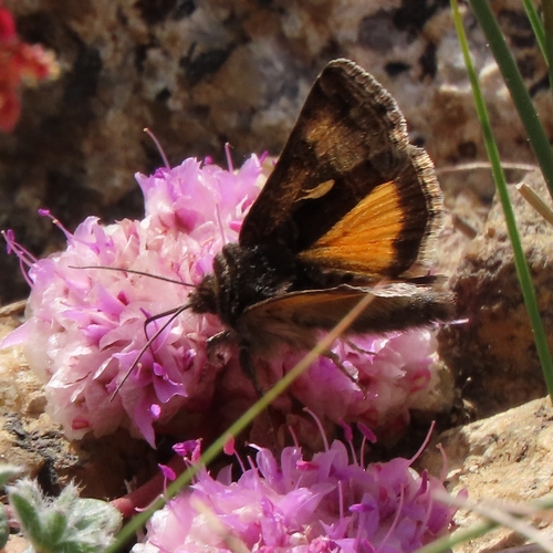 iNaturalist observation photo of Mountain Beauty Moth