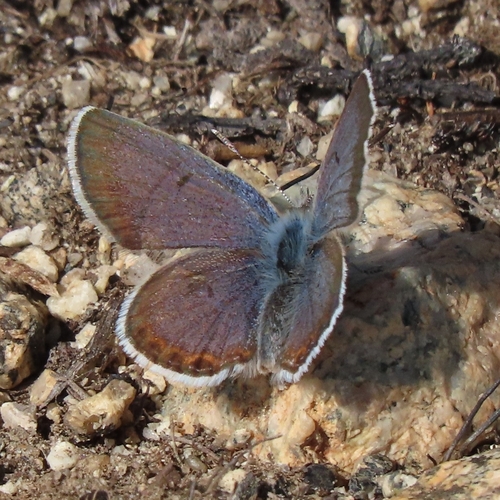 iNaturalist observation photo of Shasta Blue