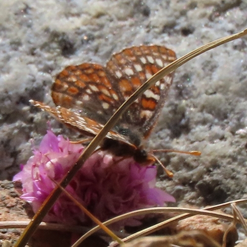 iNaturalist observation photo of Euphydryas