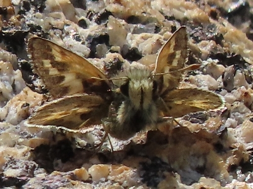 iNaturalist observation photo of Sandhill Skipper