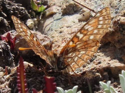 iNaturalist observation photo of Edith's Checkerspot