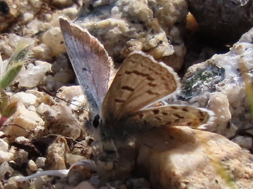 iNaturalist observation photo of Shasta Blue