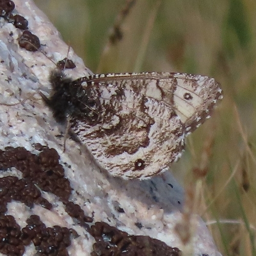 iNaturalist observation photo of Chryxus Arctic