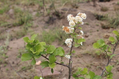 Dombeya rotundifolia, photograph author not stated, no rights reserved