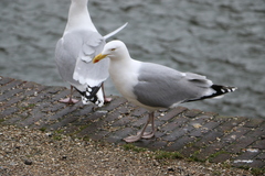 Larus argentatus