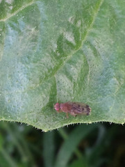 Suillia variegata