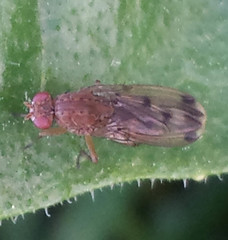Suillia variegata