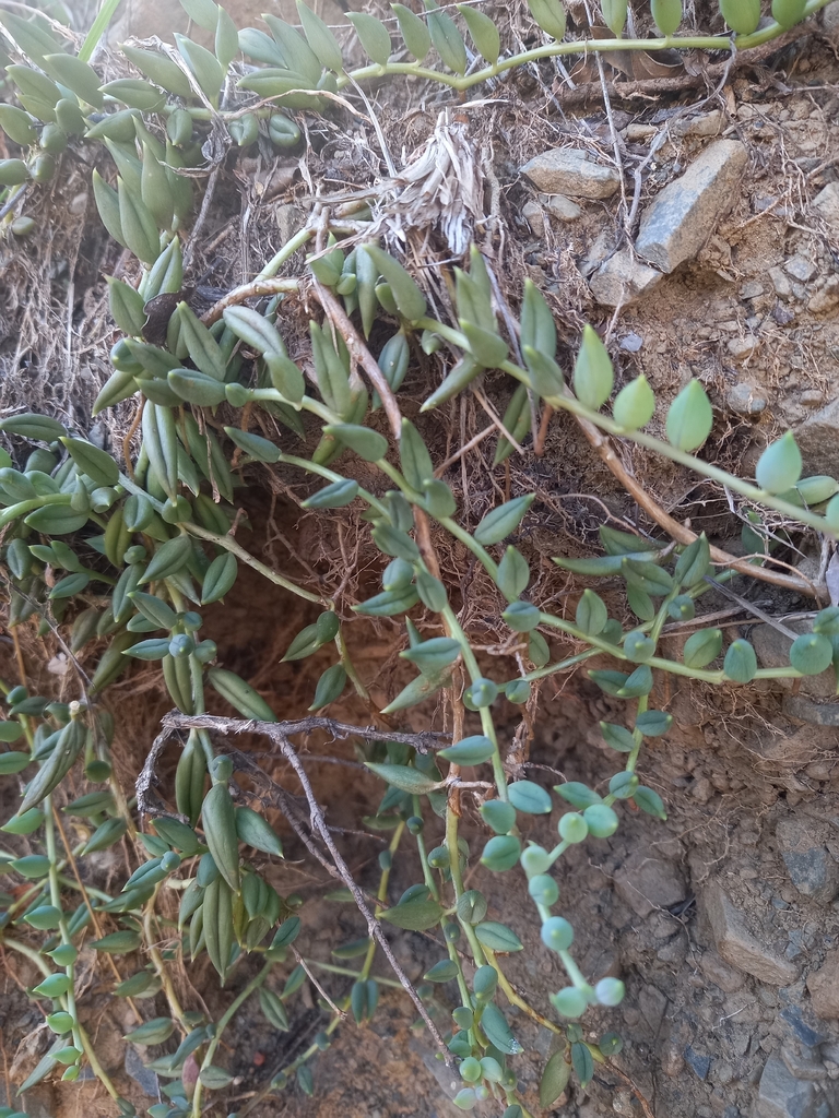 Cây chuỗi ngọc bi vàng – Curio radicans