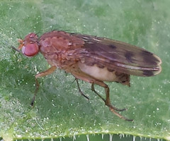 Suillia variegata