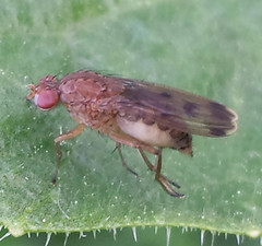 Suillia variegata