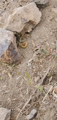 Hadrurus spadix