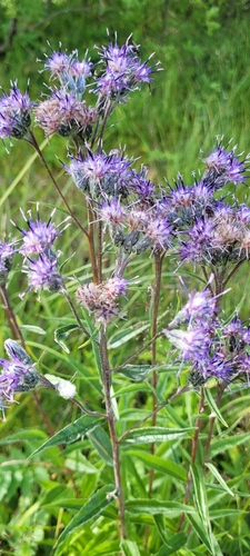 Alpine Saw-wort