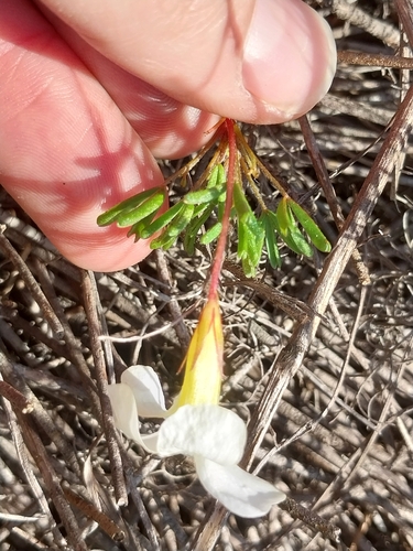 Oxalis glabra (Oxalis glabra)