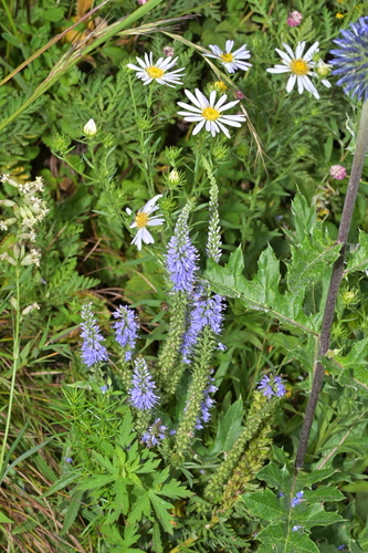 Veronica linariifolia observed 2026-08-02