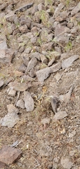 Hadrurus spadix