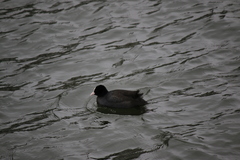 Fulica atra