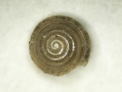 Euconulus fulvus