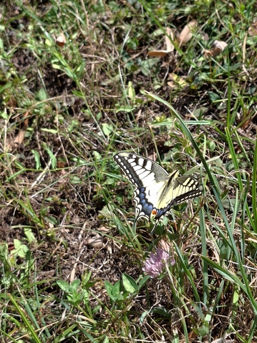 Old World Swallowtail