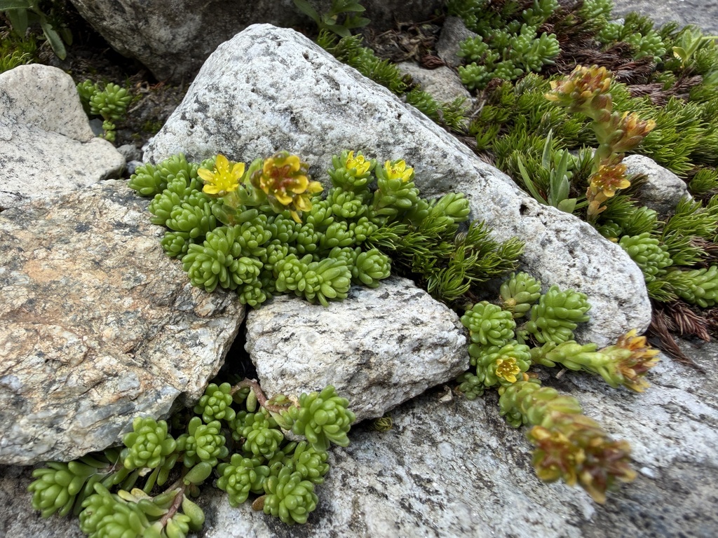 Sedum alpestre; photograph (c) Katrin Simon, some rights reserved (CC BY)