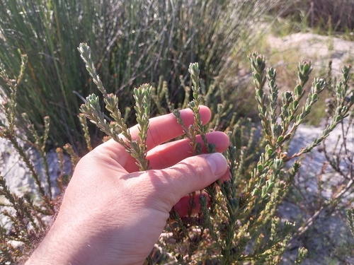 Leucadendron levisanus, photograph 1