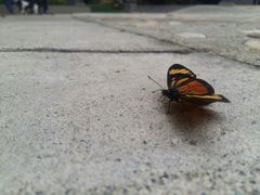 Castilia