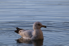 Larus argentatus