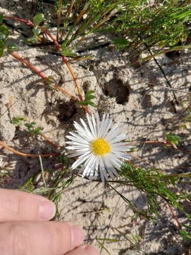 Lampranthus reptans, photograph 2