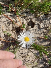 Lampranthus reptans, photograph (c) De Waal Hugo, some rights reserved (CC BY)