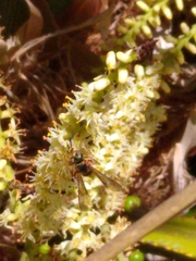 Tanyoprymnus moneduloides