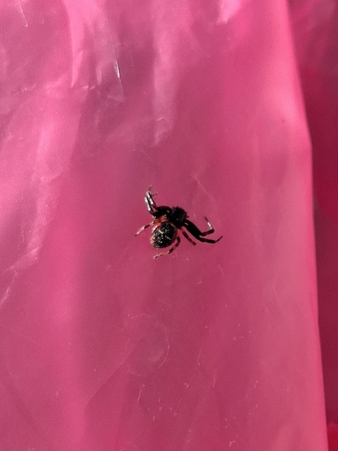 Napoleon Spider