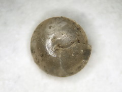 Euconulus fulvus
