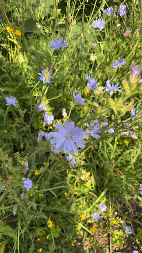 chicory