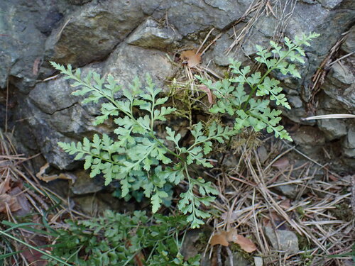 Asplenium cuneifolium, photograph 2