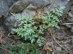 Asplenium cuneifolium, photograph (c) Milan Chytrý, some rights reserved (CC BY)