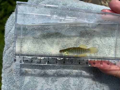 iNaturalist observation photo of Northern Starhead Topminnow