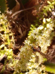 Tanyoprymnus moneduloides