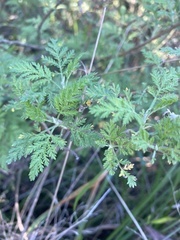 Artemisia afra image