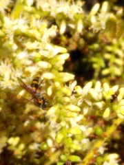 Tanyoprymnus moneduloides