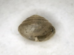 Euconulus fulvus