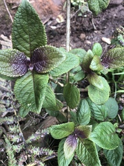 Phyllostegia grandiflora