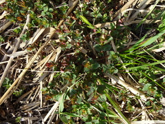 Hypericum tetrapterum