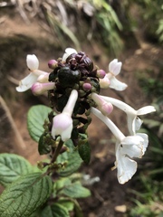 Phyllostegia grandiflora