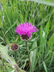 Centaurea decipiens