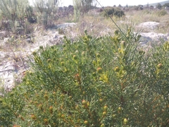 Serruria aemula