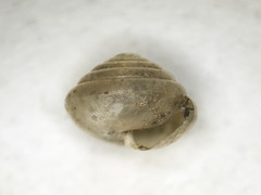 Euconulus fulvus